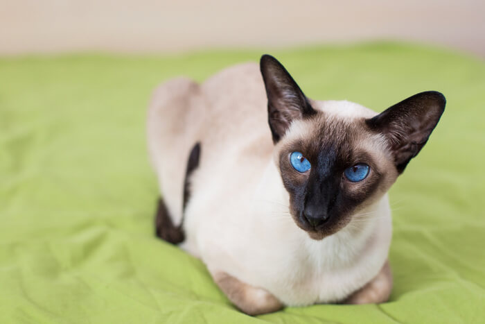 Anhängliche Siamkatze mit einer freundlichen Aura, die ihre charakteristische Fellfärbung mit dunkleren Punkten an Ohren, Maske, Pfoten und Schwanz zur Schau stellt und gleichzeitig herzlich mit ihrer Umgebung interagiert.