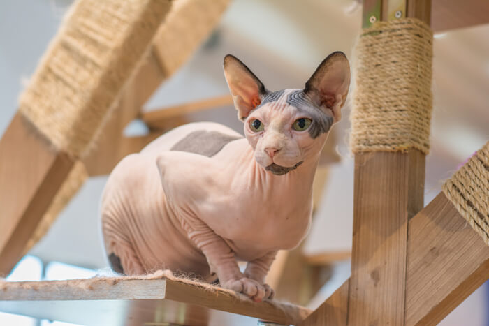 Sphynx-Katze