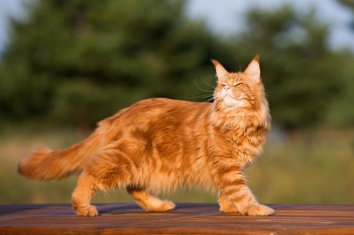 Maine Coon Katze zu Fuß im freien