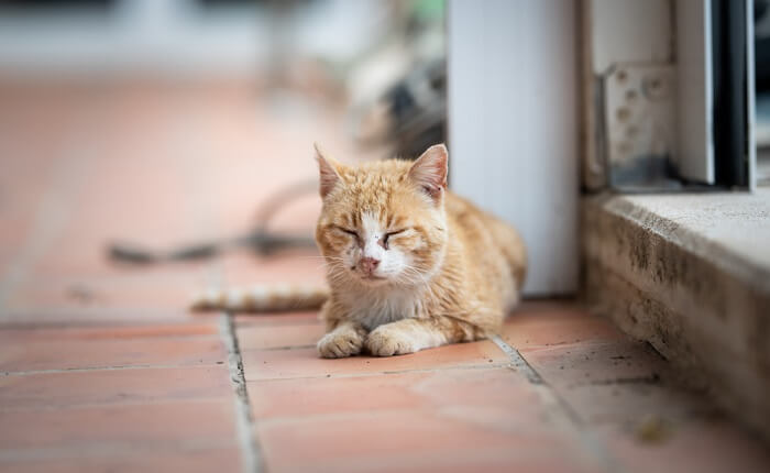 Uveitis bei Katzen Merkmal