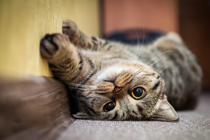 Katze zeigt Verhaltensweisen, die möglicherweise auf Autismus hinweisen.