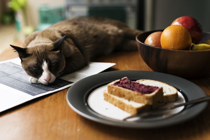 Katze neben einer Scheibe Brot, eine lustige Begegnung