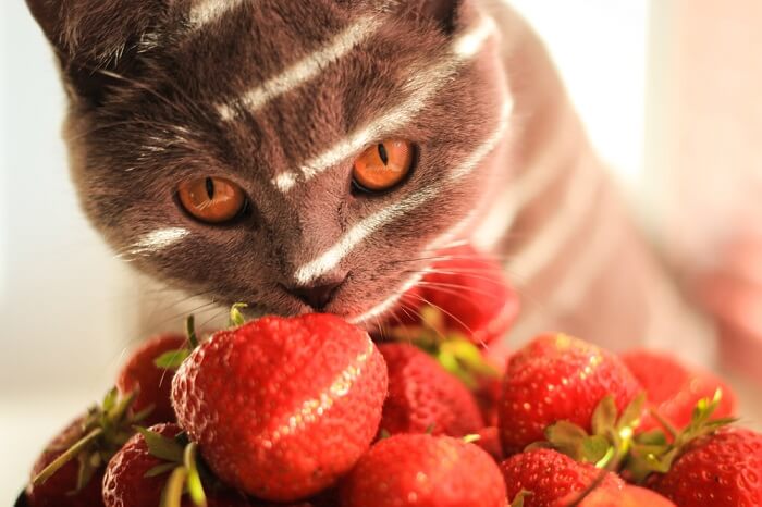 Neugierige Katze untersucht eine saftige Erdbeere.