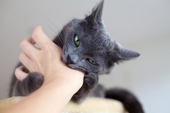 Katze zeigt Beißspielverhalten, zeigt die Zähne und interagiert spielerisch.