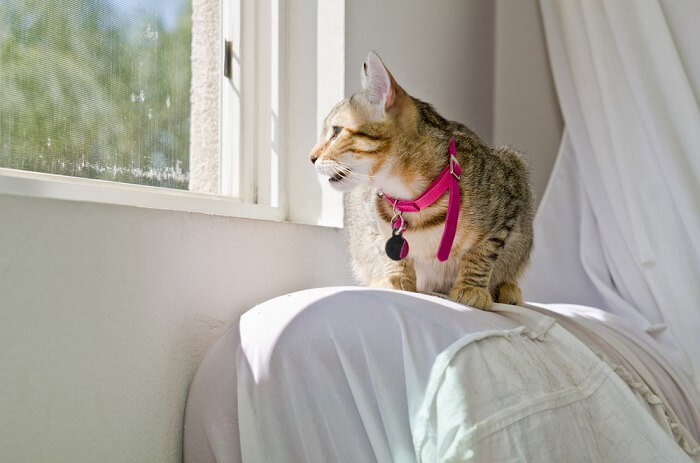 Katze sitzt neben einem Fenster und zwitschert