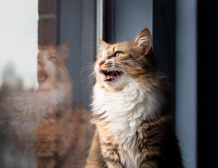 Eine Katze macht zwitschernde oder schnatternde Geräusche, die oft beim Beobachten von Vögeln oder anderen Beutetieren auftreten.