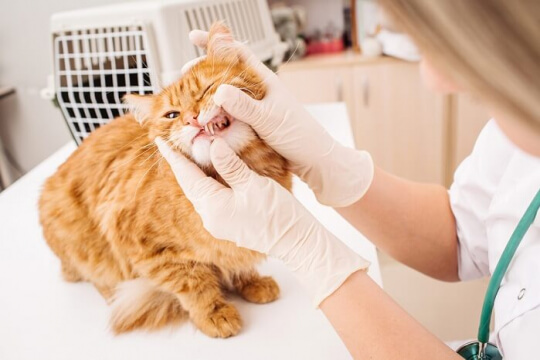 Ihr Leitfaden zur Zahnreinigung bei Katzen