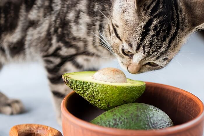 Neugierige Katze schnüffelt an einer Avocado