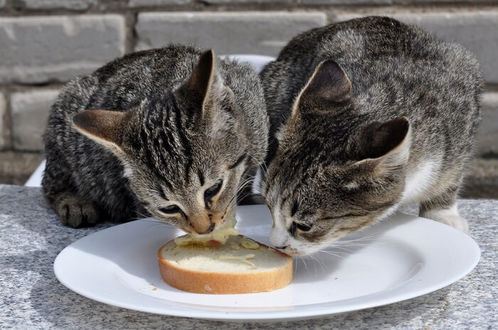 Katze knabbert an einem Stück Brot