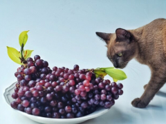 Visual of a cat situated near grapes