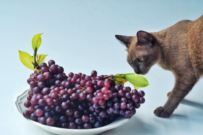 Bild einer Katze in der Nähe von Weintrauben