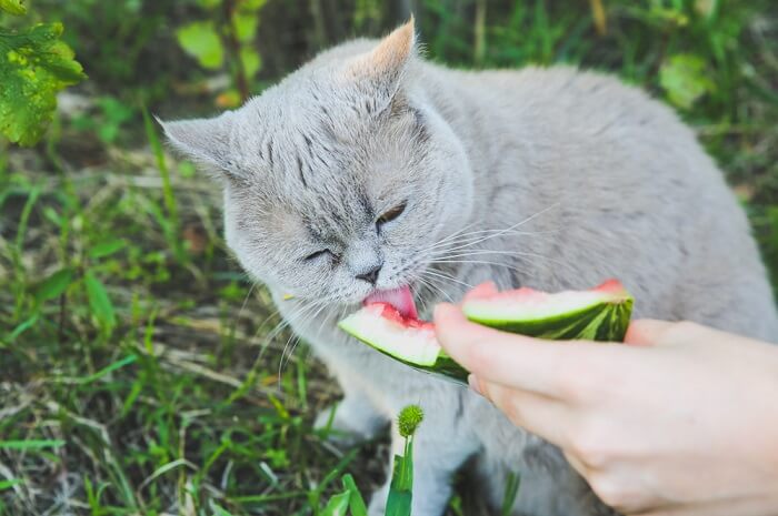 Verspielte Katze genießt einen sommerlichen Wassermelonen-Leckerbissen.