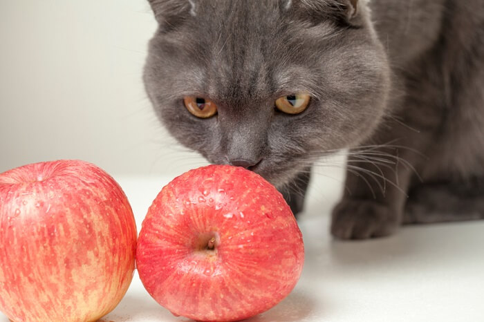 Katze beim Apfelessen