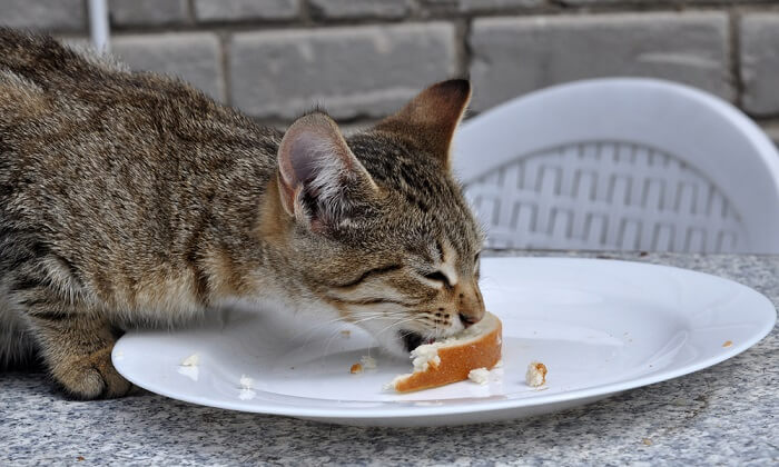 Katze ist damit beschäftigt, ein Stück Brot zu essen