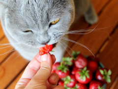 Tabby cat enjoying a strawberry snack.