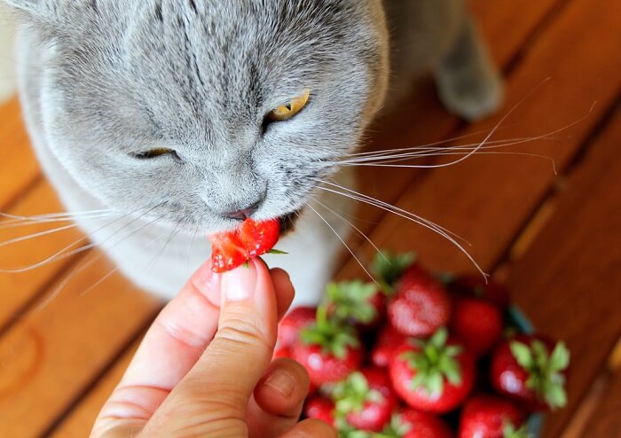 Getigerte Katze genießt einen Erdbeersnack.