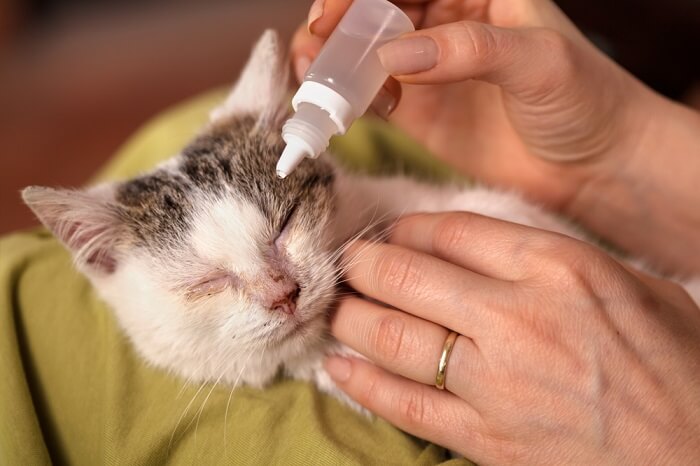 Augentropfen in das Auge einer Katze geben