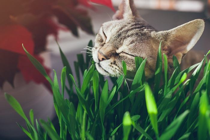 Eine Nahaufnahme einer zufriedenen getigerten Katze, die an einem Stück leuchtendem Katzengras knabbert, umgeben von grünen Blättern.