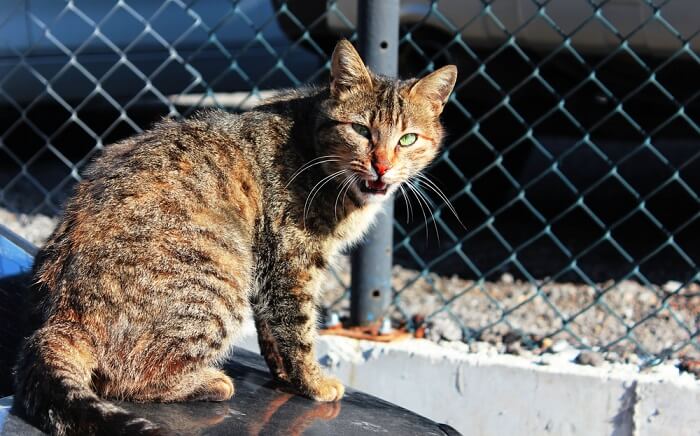 Eine Katze mit auffallend grünen Augen, die die Schönheit und Intensität ihres Blickes einfangen.