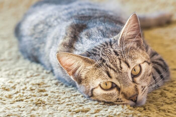 Katze schaut beim Schlafen auf Teppichboden