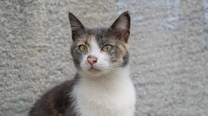 Verdünnte Kalikokatze sitzt vor grauem Hintergrund