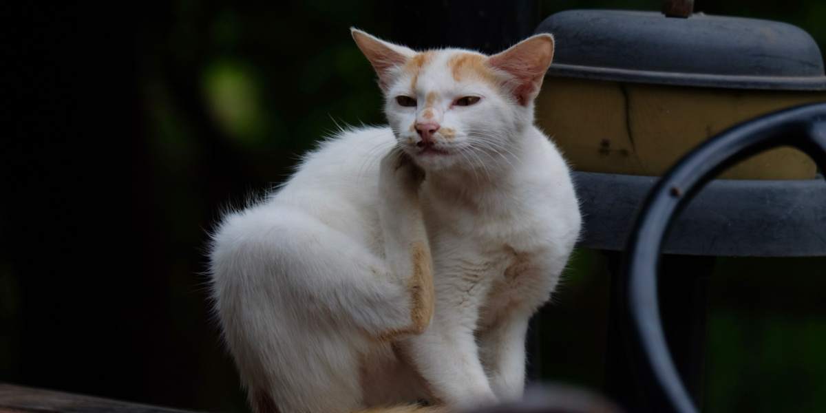 Eine Katze zeigt ihr natürliches Verhalten, indem sie kratzt und ihre Krallen benutzt, um ihr Revier zu markieren und ihre Krallen gesund zu halten. Dies unterstreicht, wie wichtig es ist, diesem instinktiven Verhalten geeignete Möglichkeiten zu bieten.