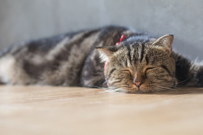 Müde braun getigerte Katze liegt auf dem Boden