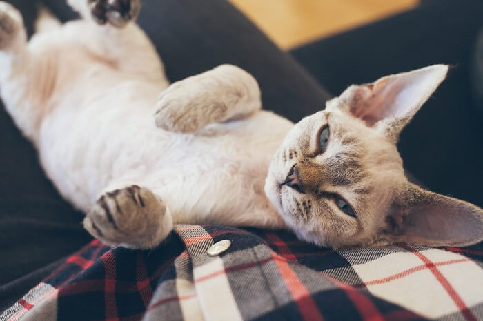 Ursachen von Darmkrebs bei Katzen