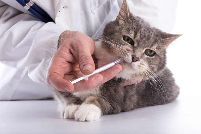 Unglückliche Katze bekommt ein Medikament