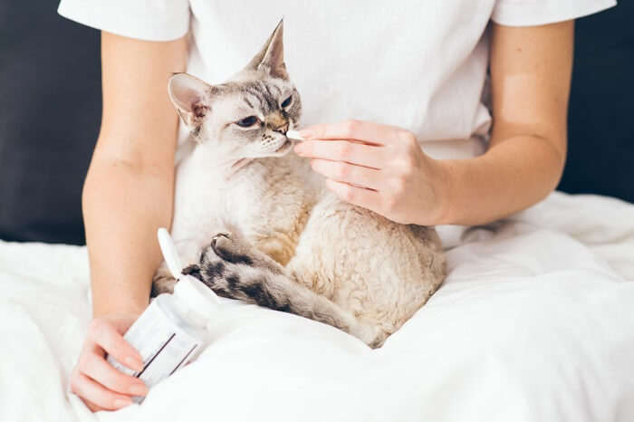 Katze, die ein Medikament erhält