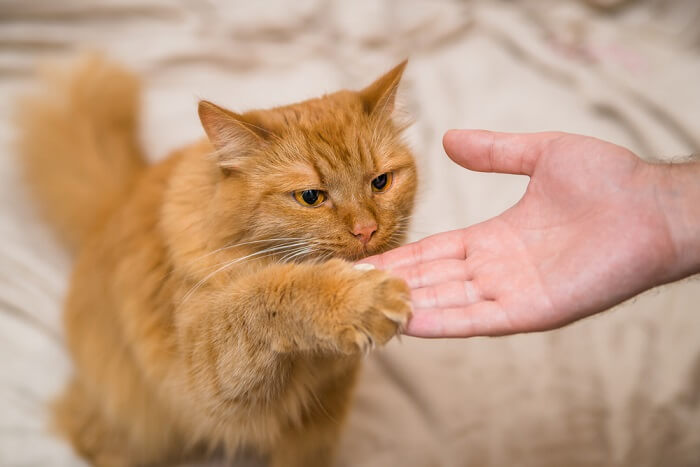 Katze im Training mit einem Menschen