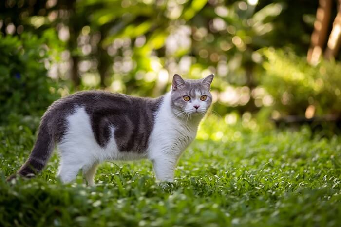 Katze in grüner Umgebung