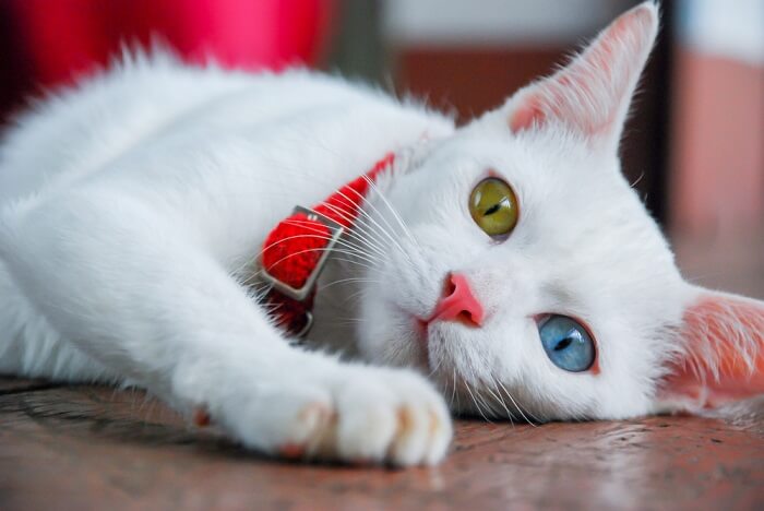 Weiße Katze mit Heterochromie