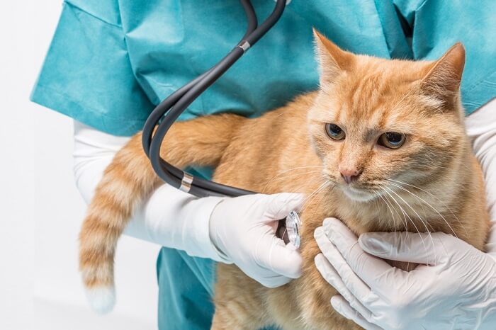 Kosten der Behandlung einer Lungenentzündung bei Katzen