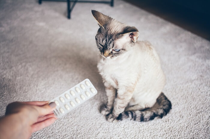 Person hält ein Tablettenblatt neben einer Katze