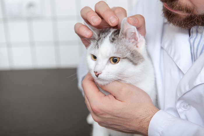 Doxycyclin-Medikament für Katzen