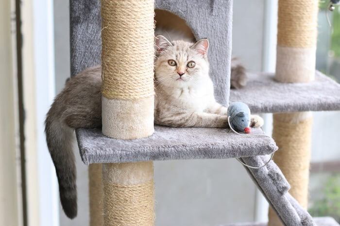 Katze sitzt mit Spielzeug auf einem Kratzbaum