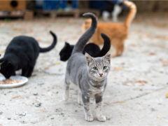 Feral cat colony