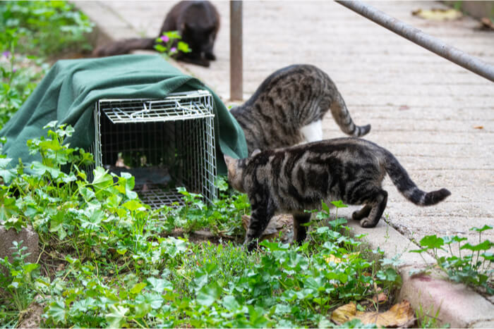 Wildkatzen in der Nähe der TNR-Falle