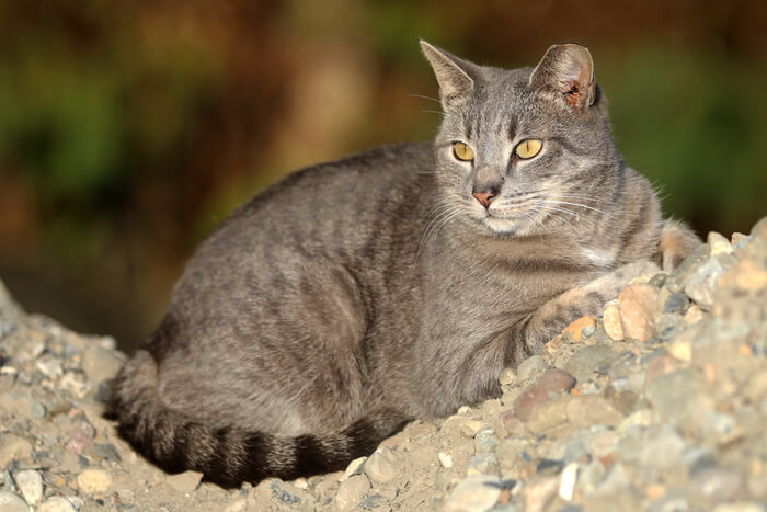 Wildkatze mit Ohrspitze