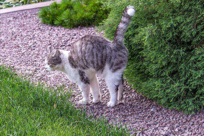 Katze zeigt Sprühverhalten