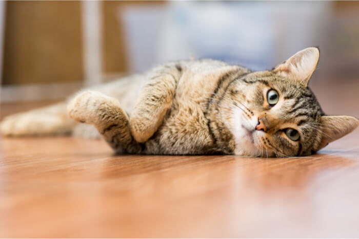 Katze liegt auf dem Boden