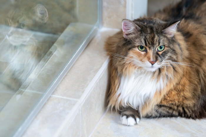 Katze liegt auf Fliesen, um sich abzukühlen