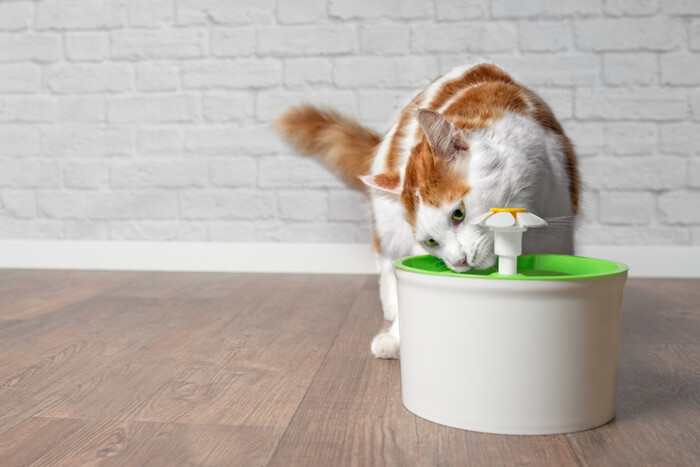 Das Bild zeigt wirksame Methoden, um Katzen kühl zu halten, und hebt Strategien hervor, die ihren Komfort und ihr Wohlbefinden bei warmem Wetter gewährleisten.