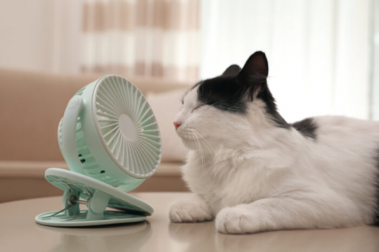 So halten Sie Katzen im Sommer kühl