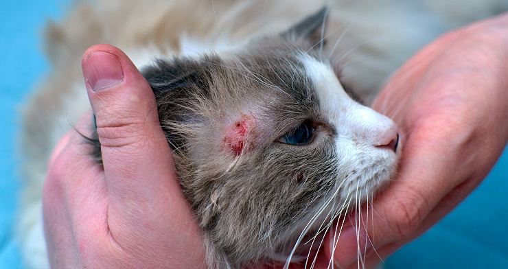 Bild, das die Behandlung einer Hautkrankheit bei einer Katze zeigt.