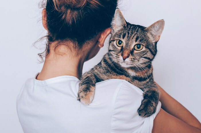 Was Sie wissen sollten, wenn Sie eine Katze adoptieren