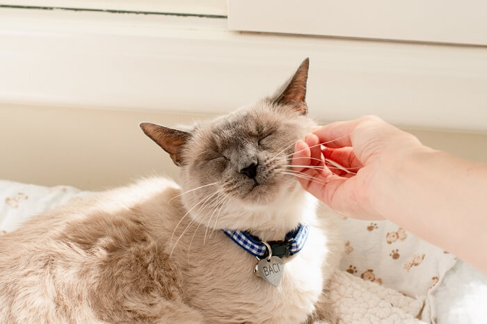 Eine Katze mit einem Halsband streicheln