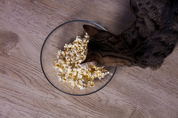 Bezauberndes Bild einer Katze, die neugierig auf eine Schüssel Popcorn starrt.