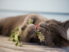 Image capturing a cat's interaction with catnip, displaying the playful and sometimes euphoric response that many felines exhibit when exposed to this aromatic herb